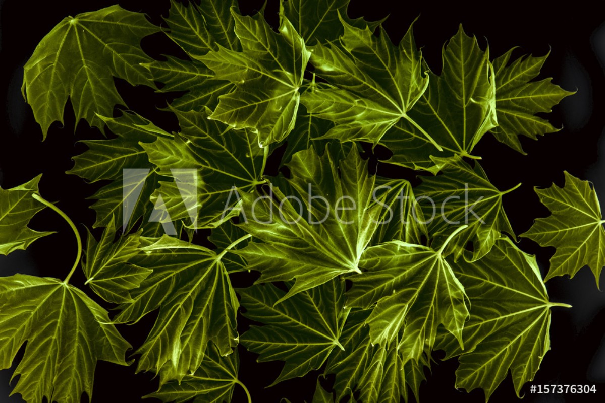 Afbeeldingen van Spring maple leaves on black background - art photo